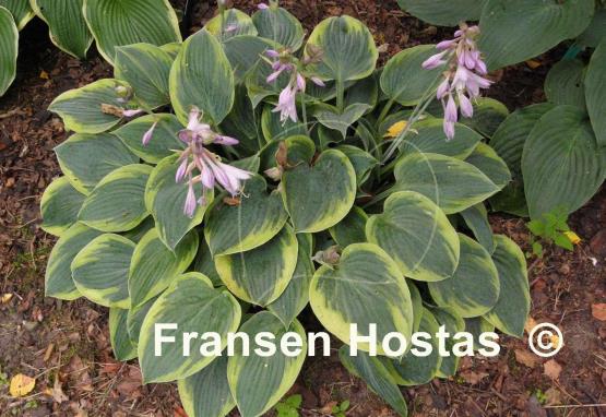 Hosta Waukon Thin Ice